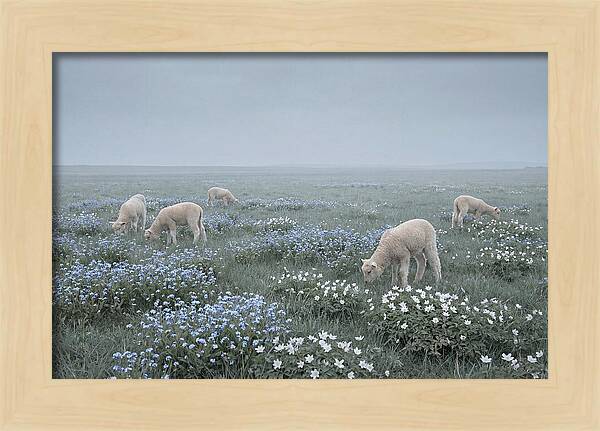 Meadow With Baby Lambs