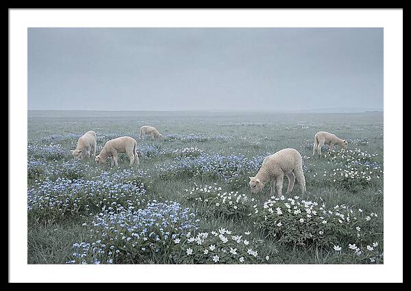 Meadow With Baby Lambs
