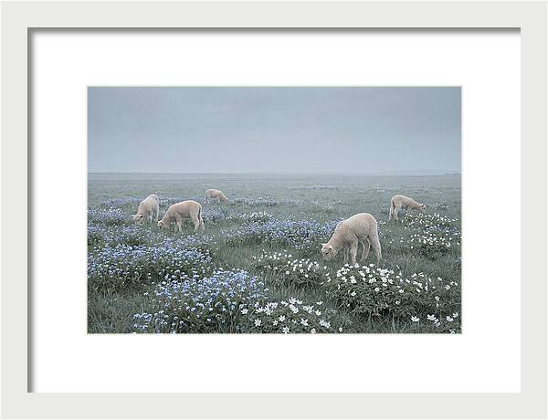 Meadow With Baby Lambs