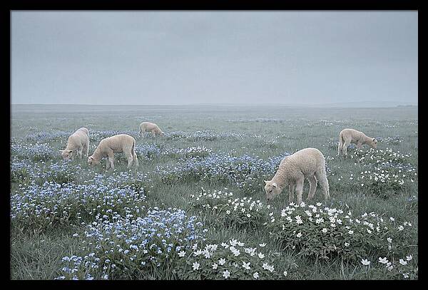 Meadow With Baby Lambs