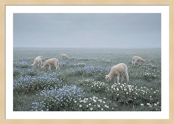 Meadow With Baby Lambs
