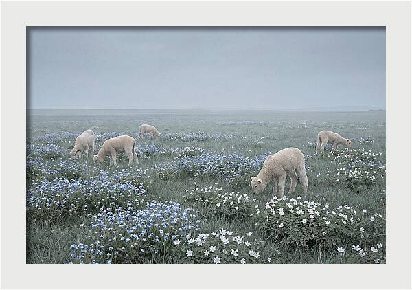 Meadow With Baby Lambs
