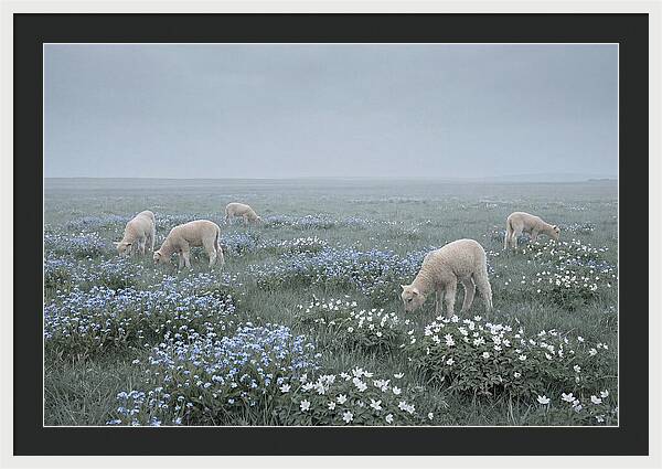 Meadow With Baby Lambs