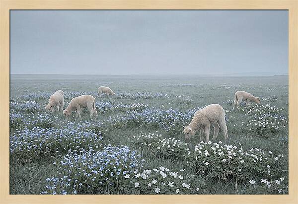 Meadow With Baby Lambs