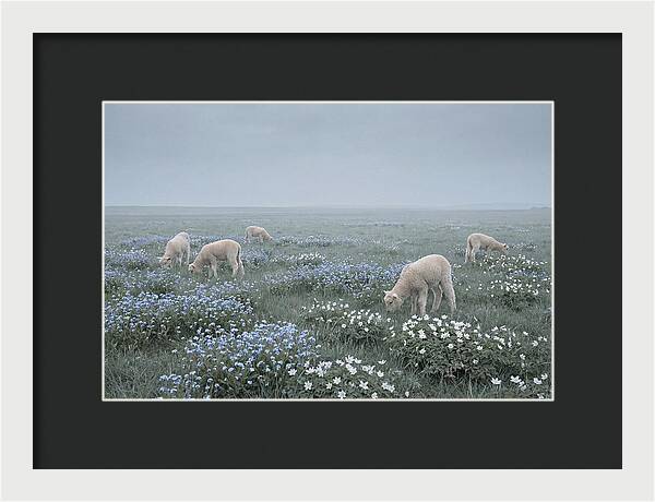 Meadow With Baby Lambs