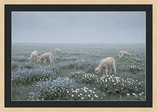 Meadow With Baby Lambs