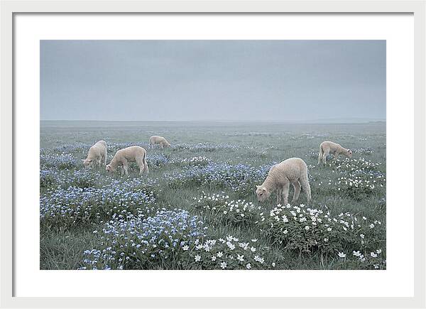 Meadow With Baby Lambs