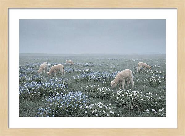 Meadow With Baby Lambs