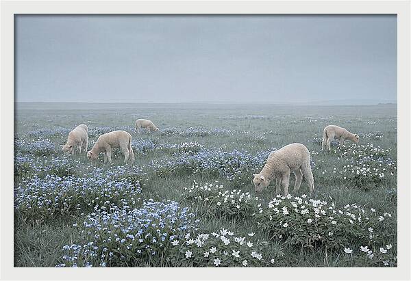 Meadow With Baby Lambs