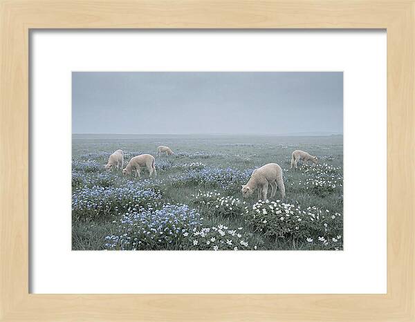Meadow With Baby Lambs