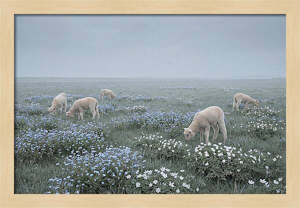 Meadow With Baby Lambs