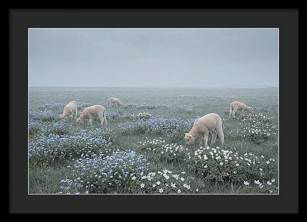 Meadow With Baby Lambs