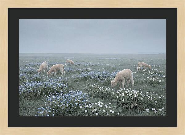 Meadow With Baby Lambs