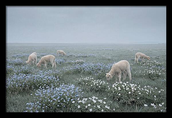 Meadow With Baby Lambs
