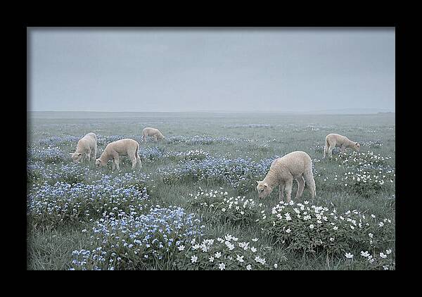 Meadow With Baby Lambs