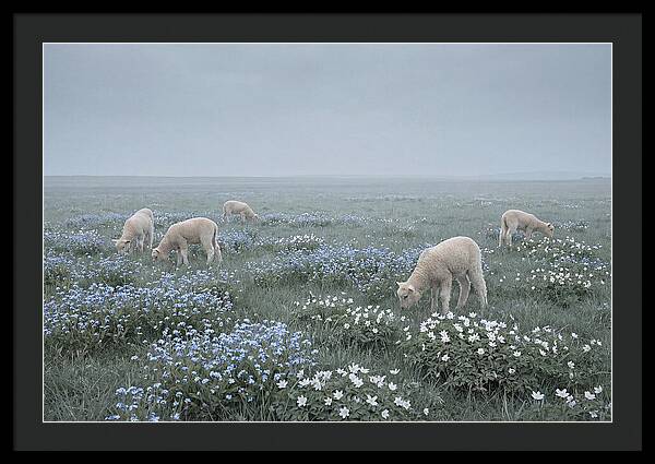 Meadow With Baby Lambs