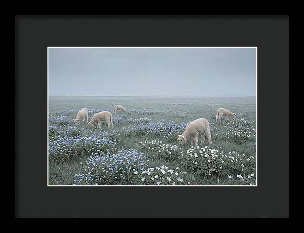 Meadow With Baby Lambs