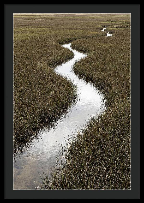 Meandering Stream Through Wetlands