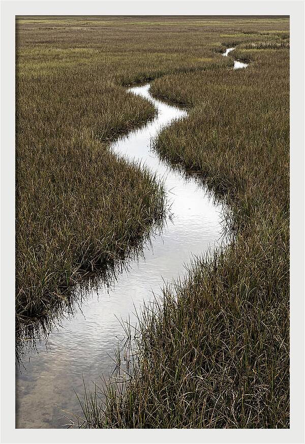 Meandering Stream Through Wetlands