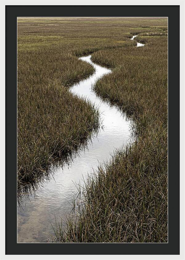 Meandering Stream Through Wetlands
