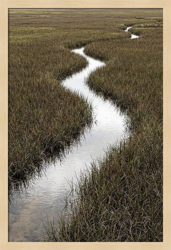 Meandering Stream Through Wetlands
