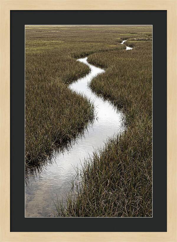 Meandering Stream Through Wetlands