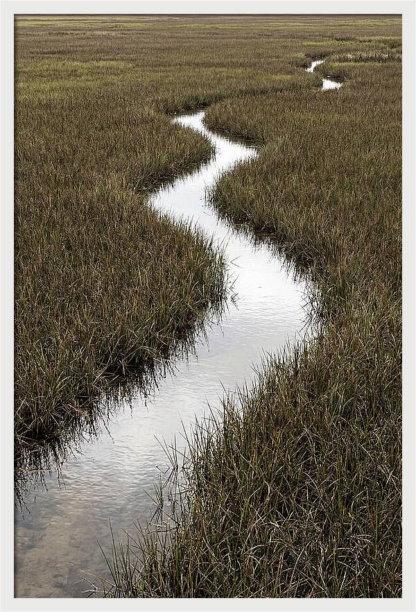 Meandering Stream Through Wetlands