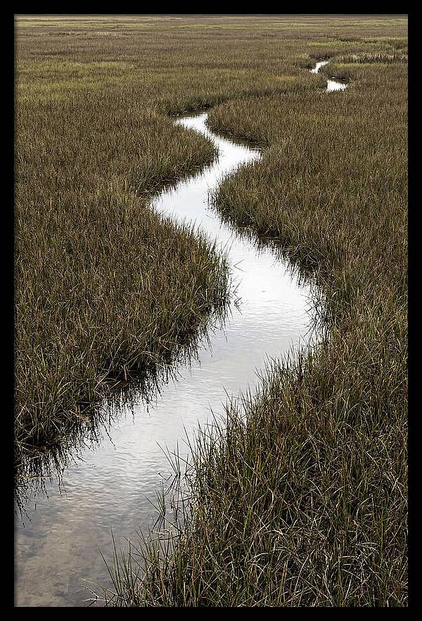 Meandering Stream Through Wetlands