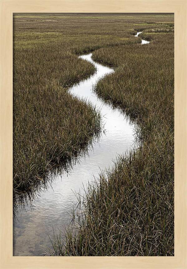 Meandering Stream Through Wetlands