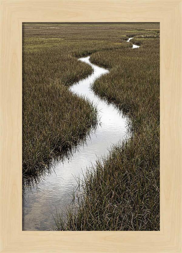 Meandering Stream Through Wetlands