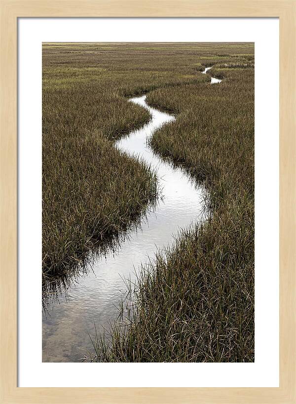 Meandering Stream Through Wetlands