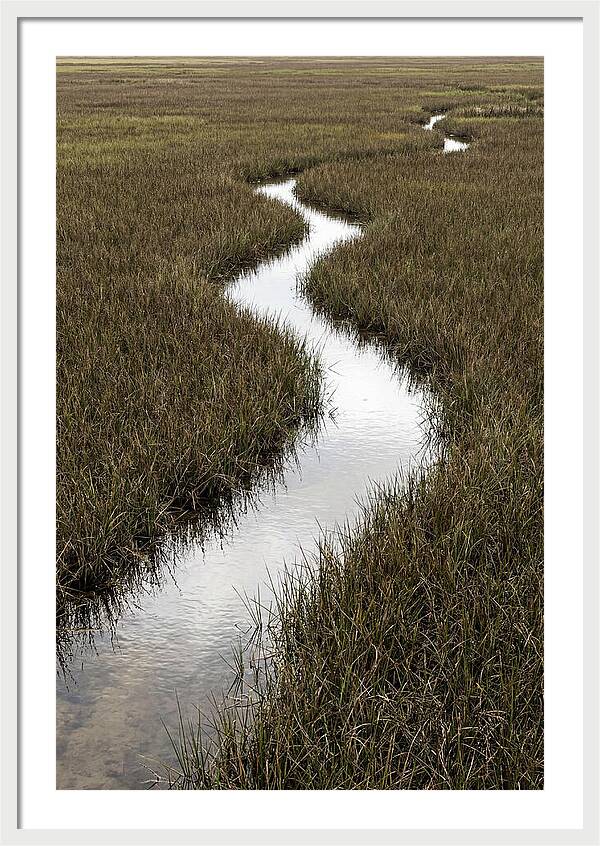 Meandering Stream Through Wetlands