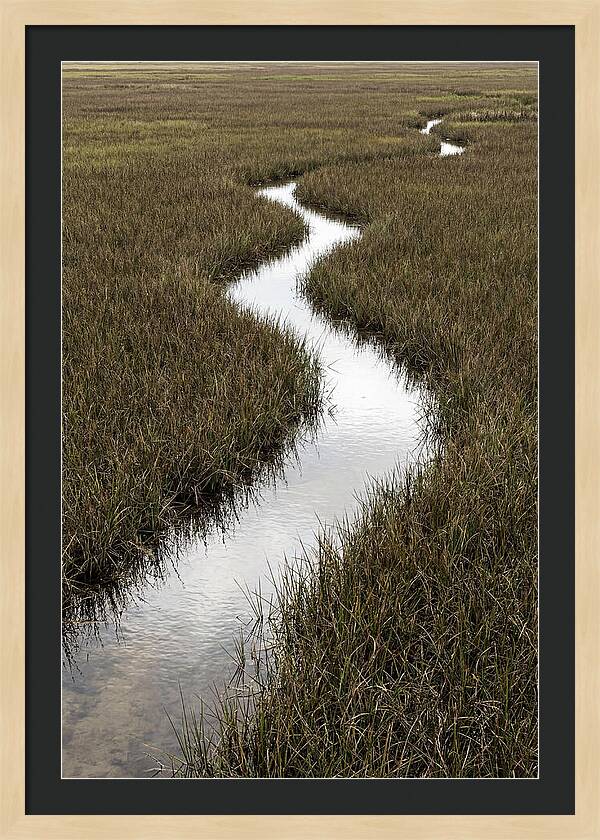 Meandering Stream Through Wetlands