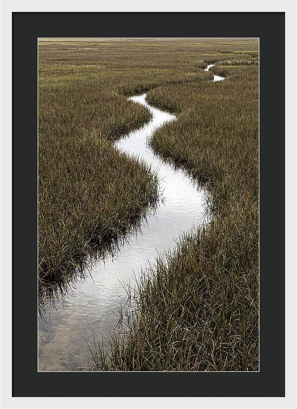 Meandering Stream Through Wetlands