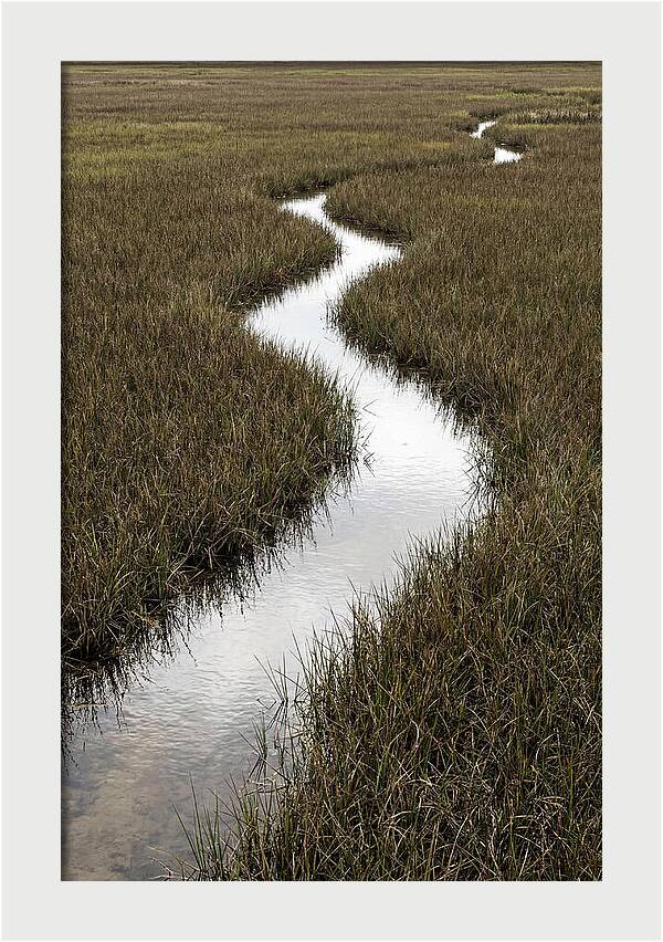 Meandering Stream Through Wetlands