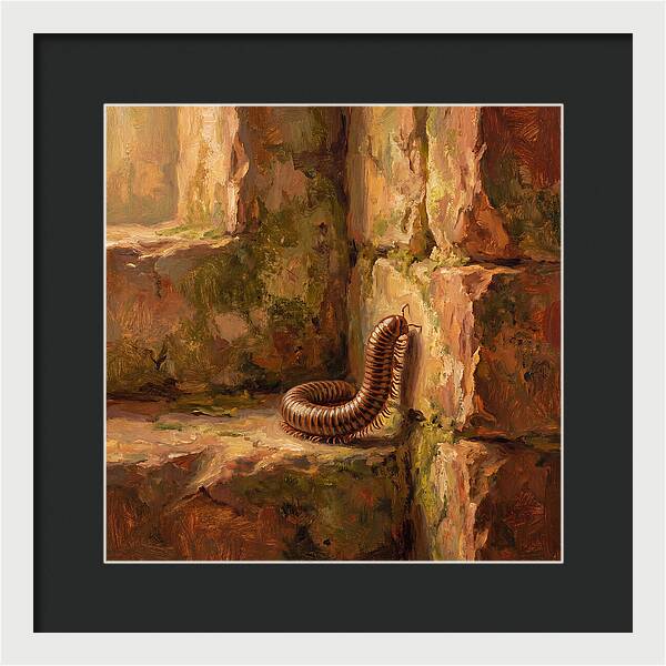 Mediterranean Millipede Encounter