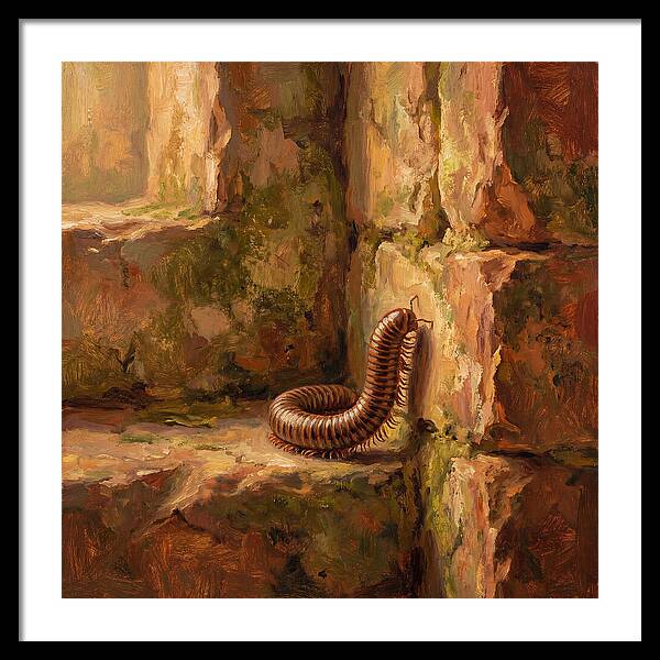 Mediterranean Millipede Encounter