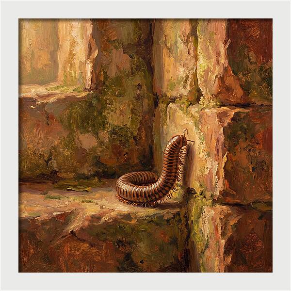 Mediterranean Millipede Encounter