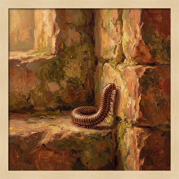 Mediterranean Millipede Encounter
