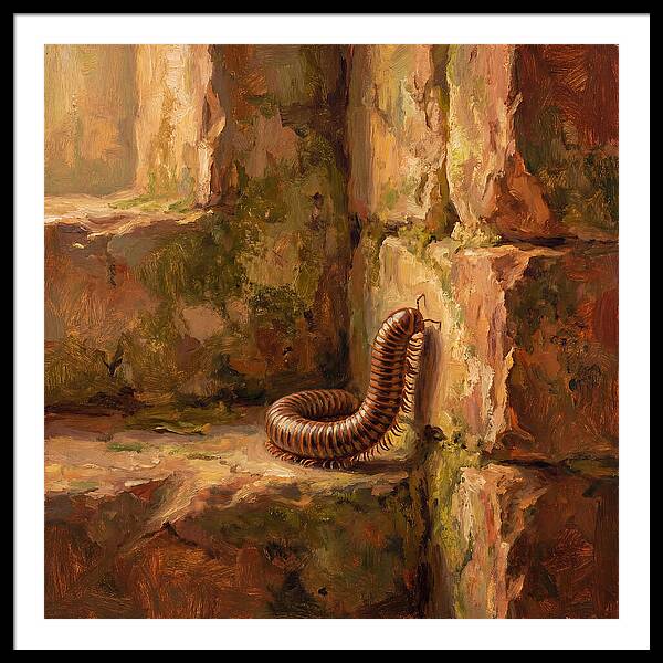 Mediterranean Millipede Encounter