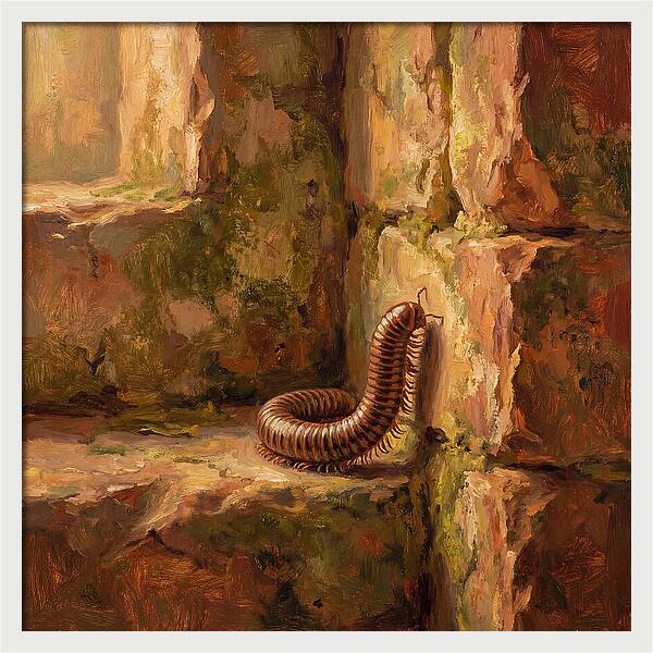 Mediterranean Millipede Encounter