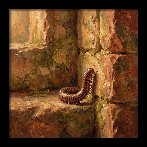 Mediterranean Millipede Encounter