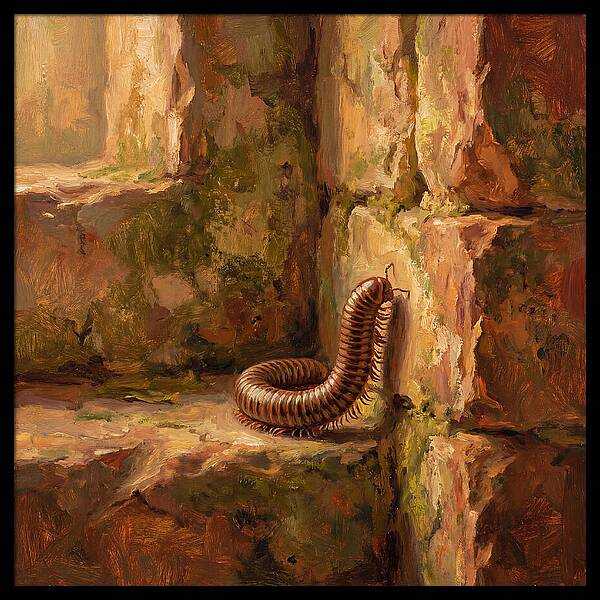 Mediterranean Millipede Encounter