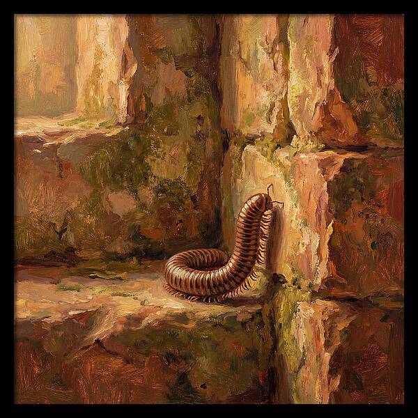 Mediterranean Millipede Encounter