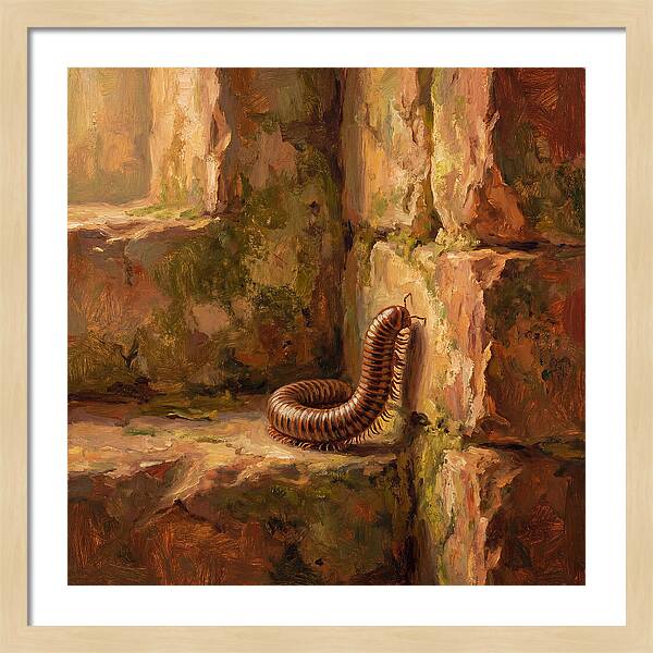 Mediterranean Millipede Encounter