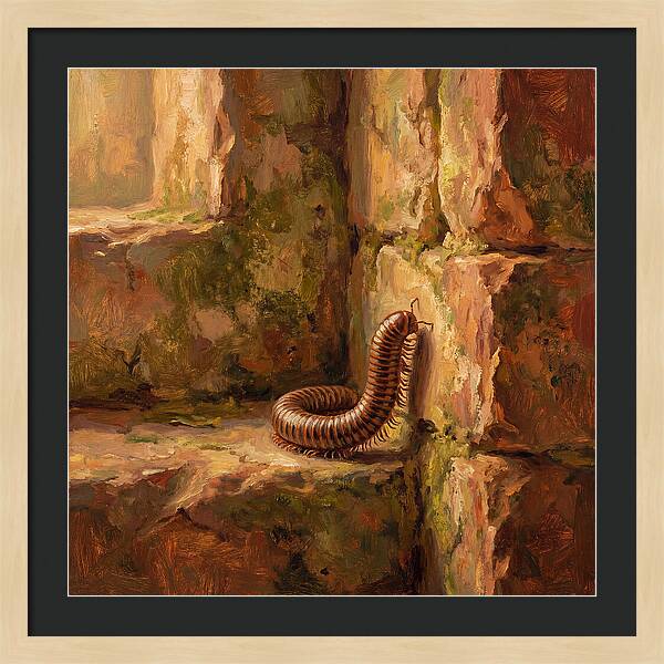 Mediterranean Millipede Encounter