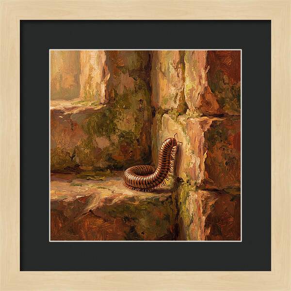 Mediterranean Millipede Encounter