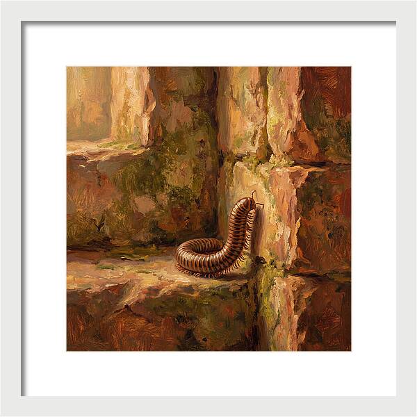 Mediterranean Millipede Encounter