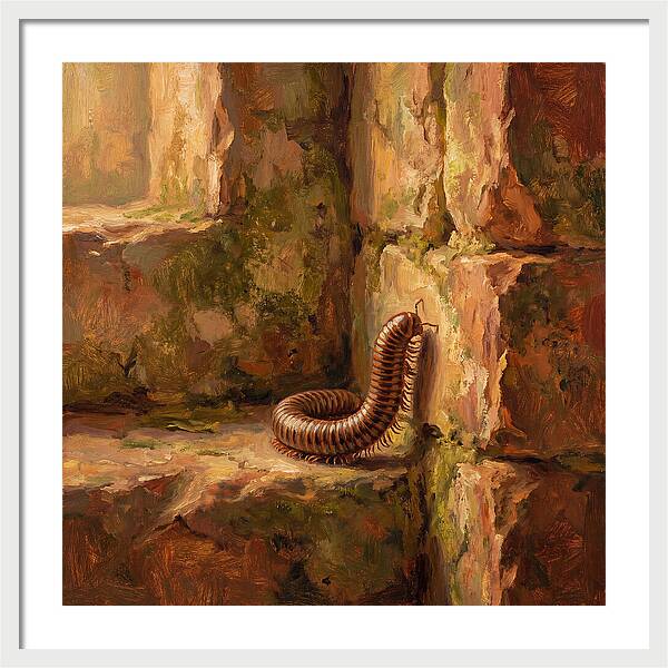 Mediterranean Millipede Encounter