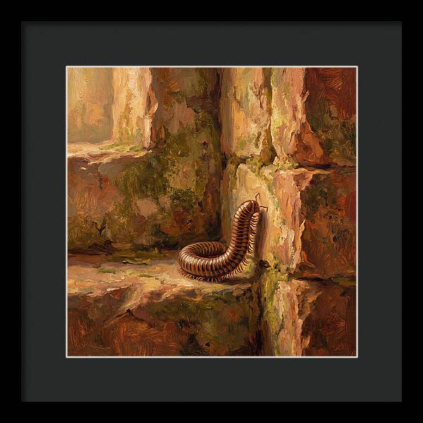 Mediterranean Millipede Encounter